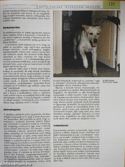 Nagy kutyakönyv