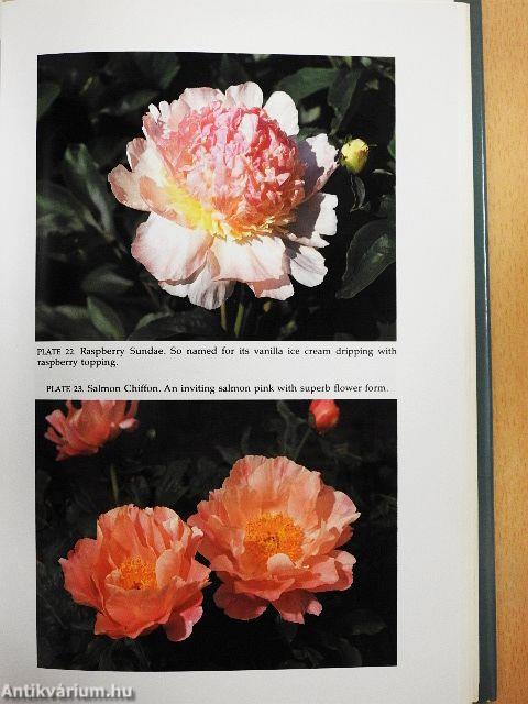 The Peony