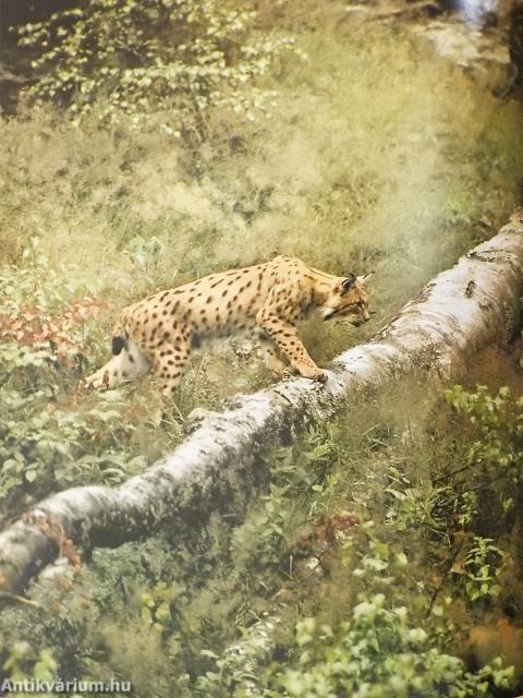 Das große Hirschbuch (dedikált példány)