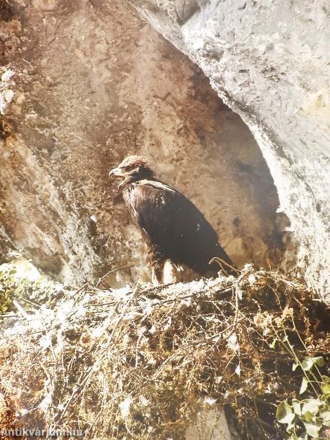 Das große Hirschbuch (dedikált példány)