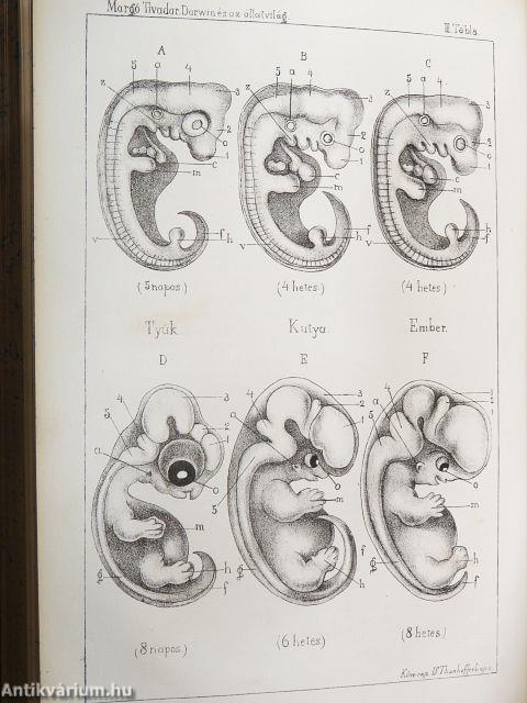 Természettudományi Közlöny 1869/1-9.