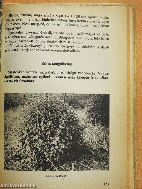 Kerítést élősövényből!