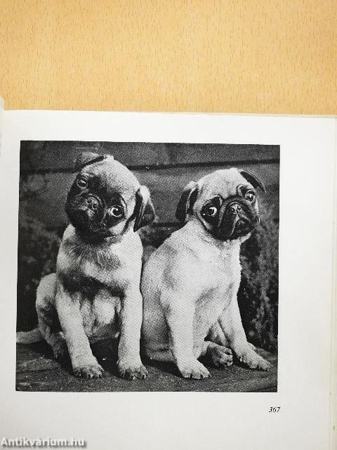 A kutya tenyésztése, tartása, kiképzése