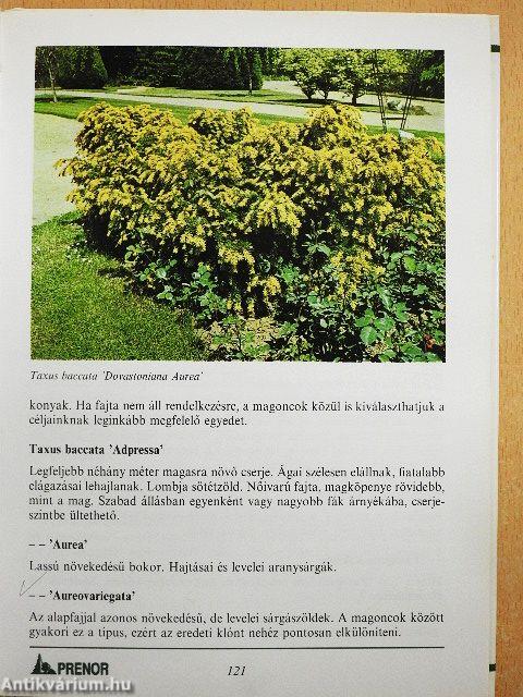 Fenyők és örökzöldek a kertben