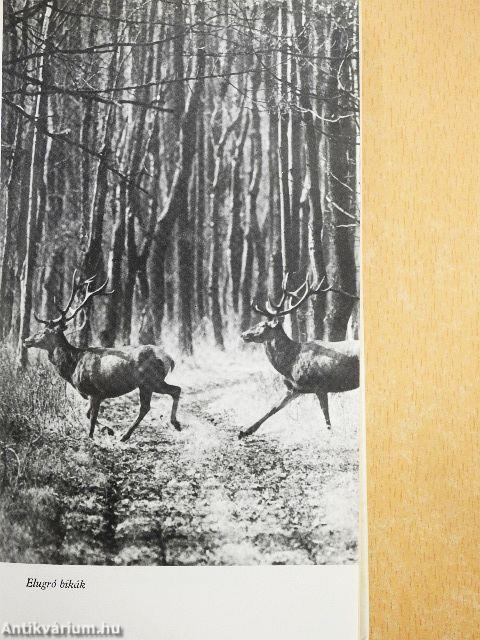 Egy marék vadászemlék