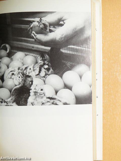 Ez elment vadászni...