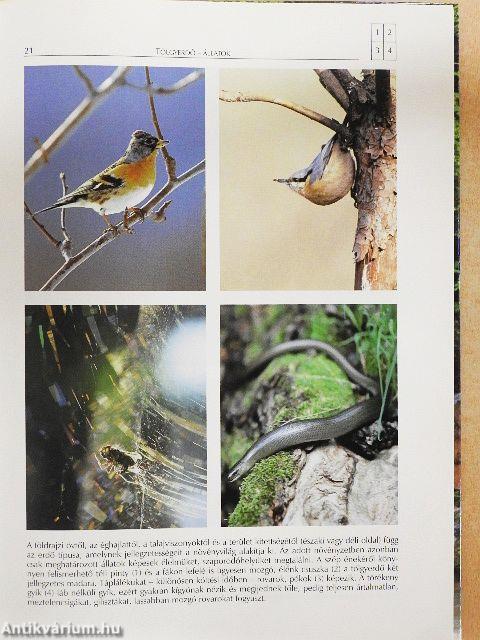 A Kárpát-medence természeti szépségei