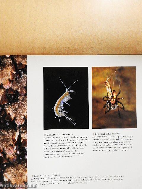 Varázslatos karsztvidék