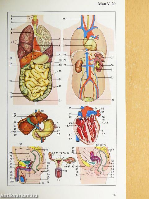The Oxford-Duden Pictorial English Dictionary