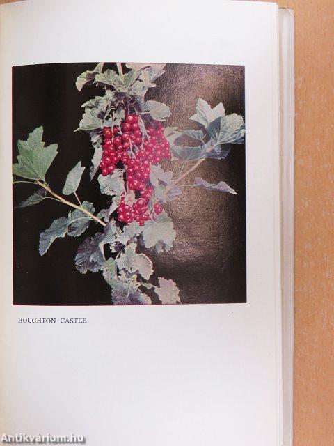 Bogyósgyümölcsűek termesztése és felhasználása