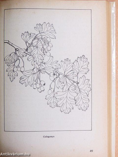 Kerítést élősövényből!