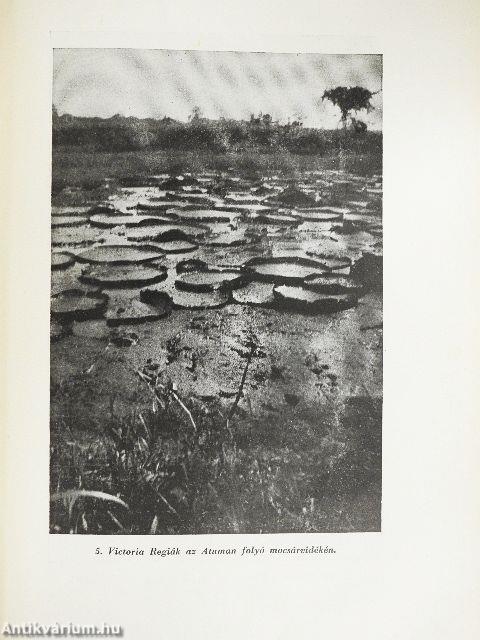 Kalandok a braziliai őserdőben
