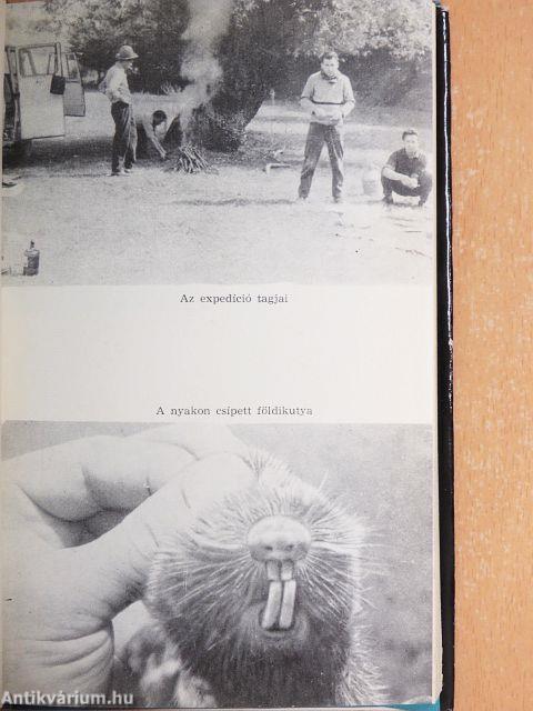 Véget nem érő nappalok