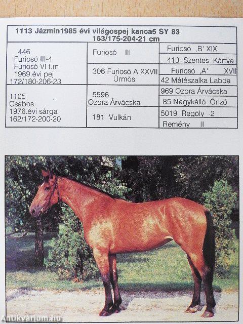 Balatonnagybereki Állami Gazdaság Pusztaberényi Ménes Kisbéri Félvér Törzstenyészete