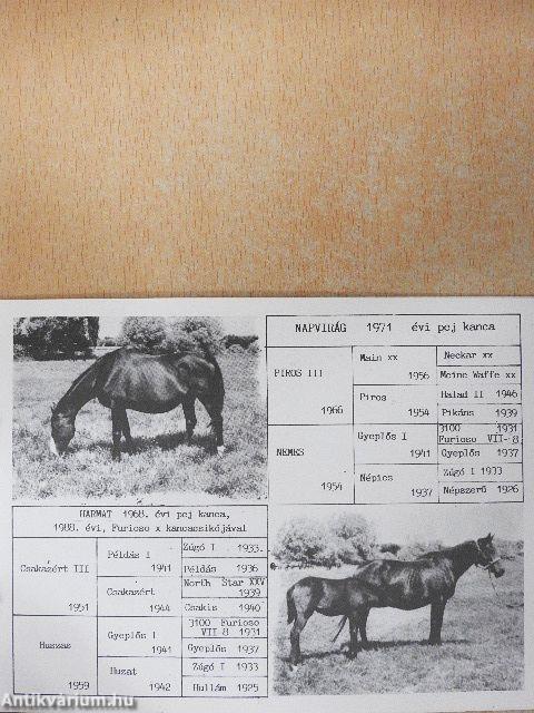 Balatonnagybereki Állami Gazdaság Pusztaberényi Furiosó Ménese