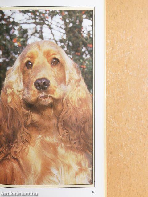 Az amerikai és az angol cocker spániel