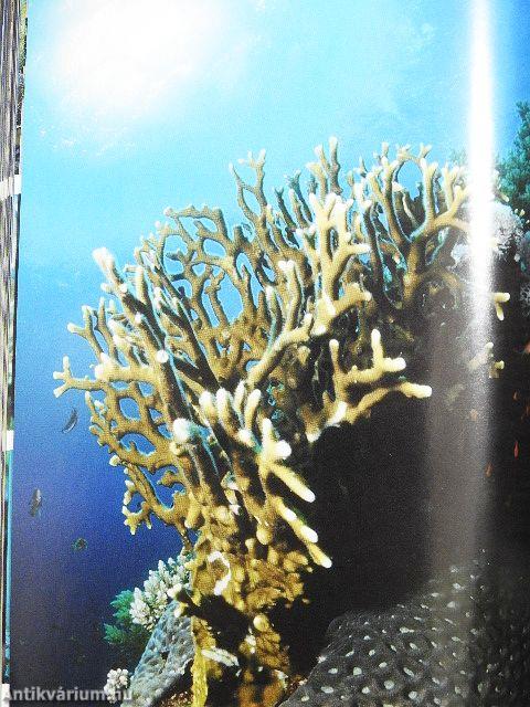 Coral Reef Guide