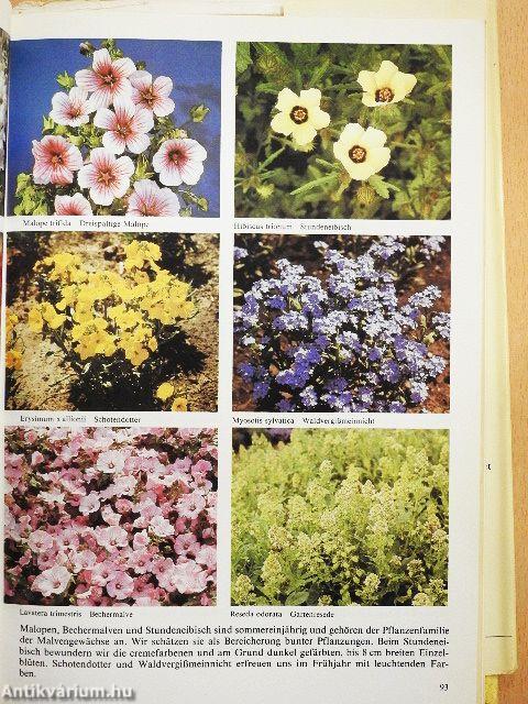 Sommerblumen in Wort und Bild