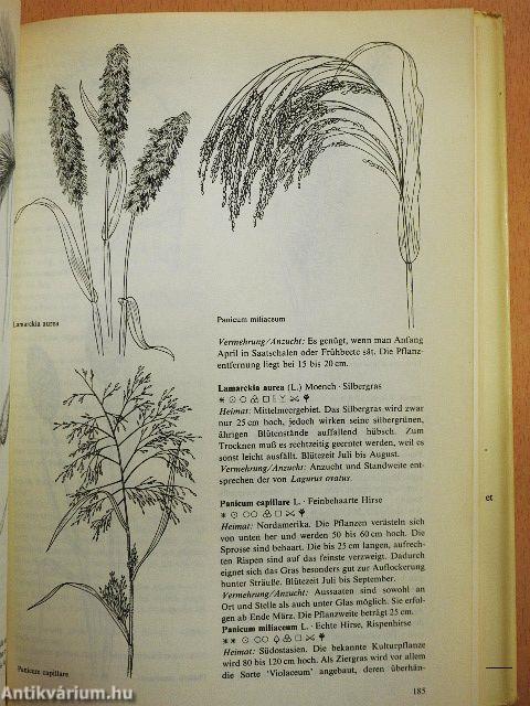 Sommerblumen in Wort und Bild