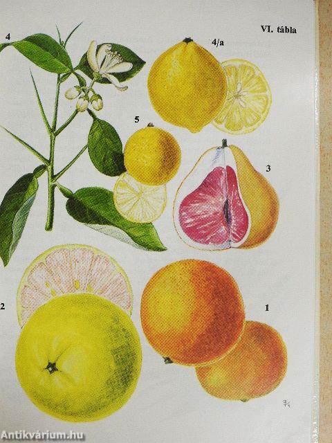 Kultúrnövények 1.