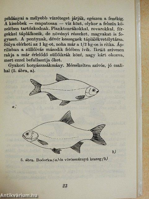 Keszeghorgászat, versenyhorgászat