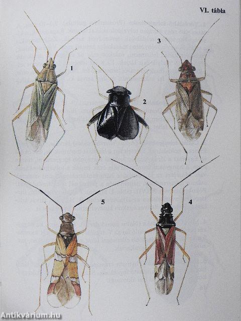 Kabócák, bodobácsok