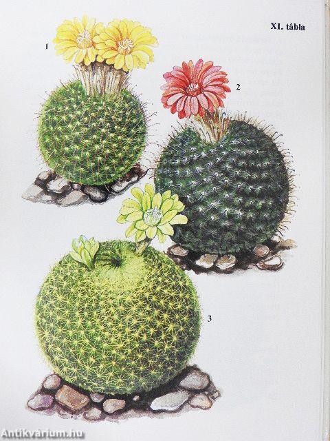 Kaktuszok, pozsgások