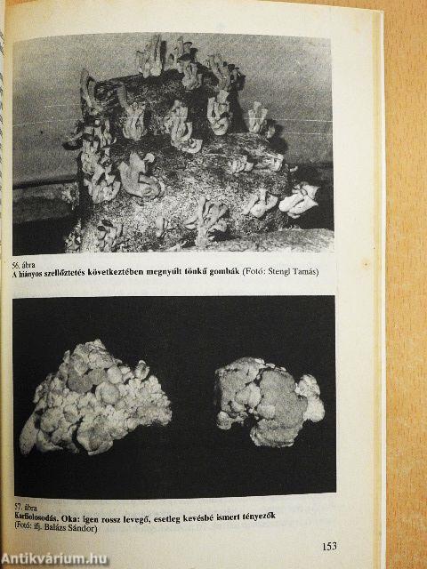 A csiperke és más gombák háztáji termesztése