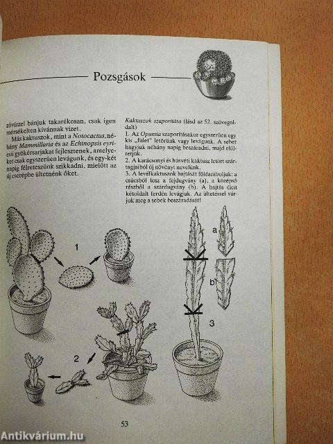 Növényszaporítás otthon