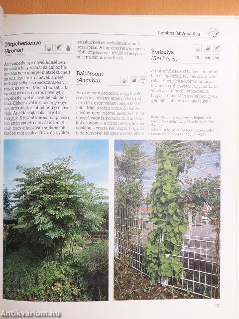 Dísznövények metszése