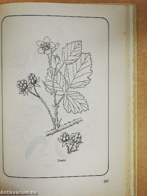 Ételek vadon termő gombákból és erdei gyümölcsökből