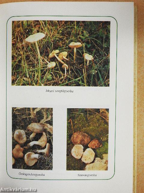 Ételek vadon termő gombákból és erdei gyümölcsökből