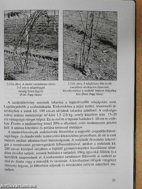 Szeder, ribiszke, köszméte, különleges gyümölcsök