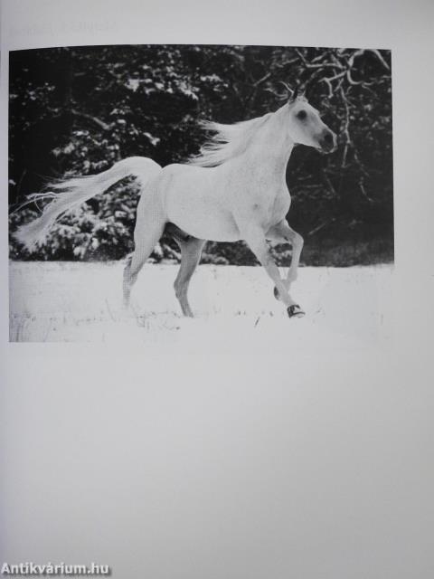 Zarándokúton (dedikált példány)