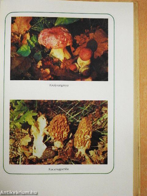 Ételek vadon termő gombákból és erdei gyümölcsökből