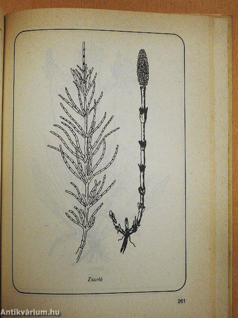 Ételek vadon termő gombákból és erdei gyümölcsökből