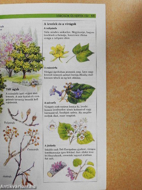 Városok és kertek fái