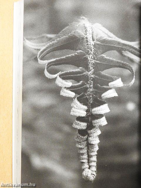 Sokévnyi együttlét után