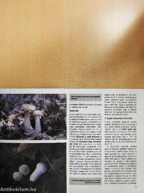 Boróka, nyír, tündérrózsa