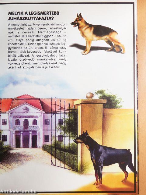 Ablak a világra - Velünk élő állatok - CD-vel