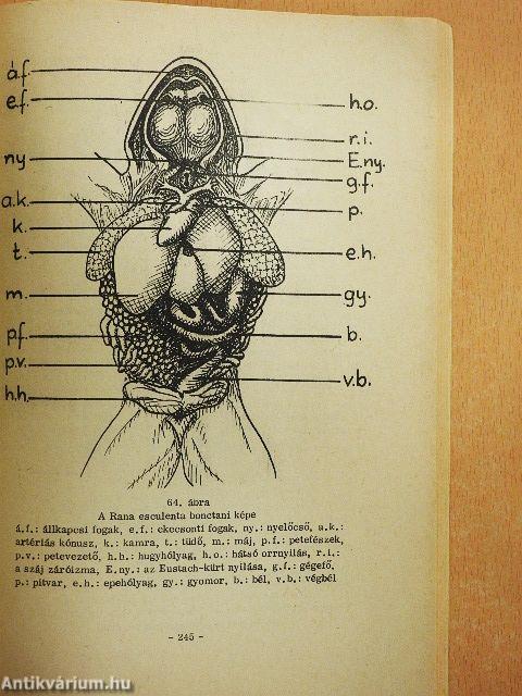 Állatszervezettani és állatélettani gyakorlatok I.