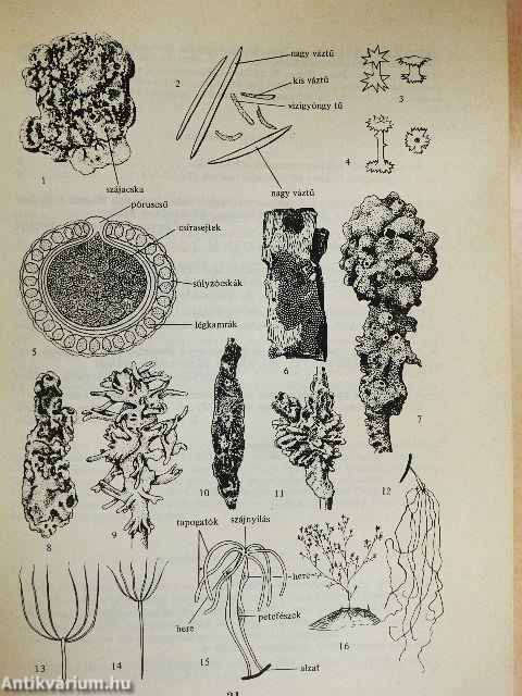 Állathatározó 1-2.