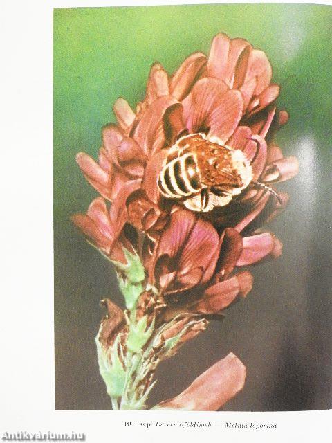 Állathatározó 1-2.