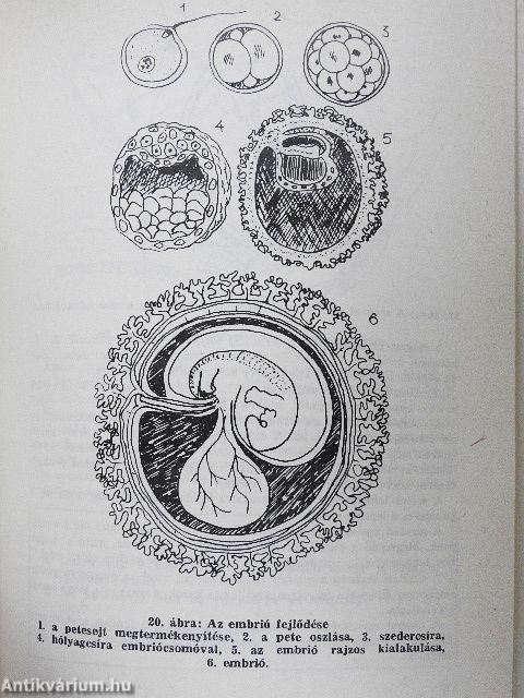 A családi élet iskolája fiúknak