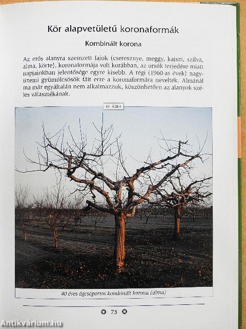 Gyümölcsmetszési alapismeretek