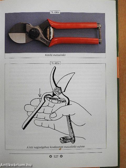 Gyümölcsmetszési alapismeretek