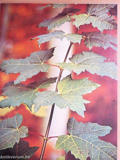 Laßt uns das Leben wieder leise lernen