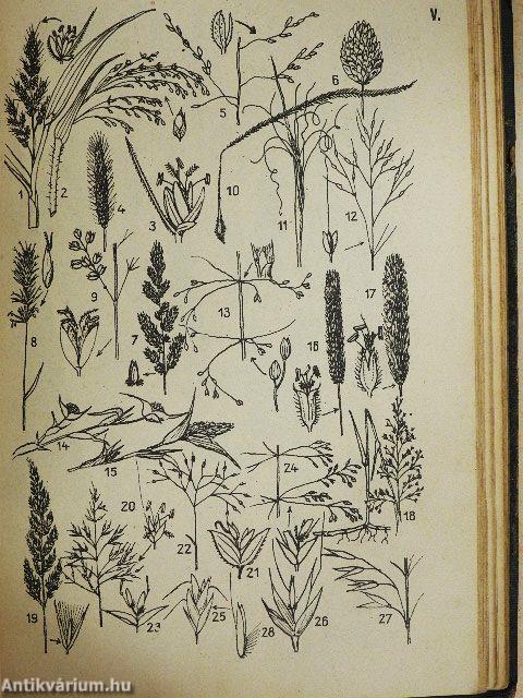 A magyar flóra kis határozója