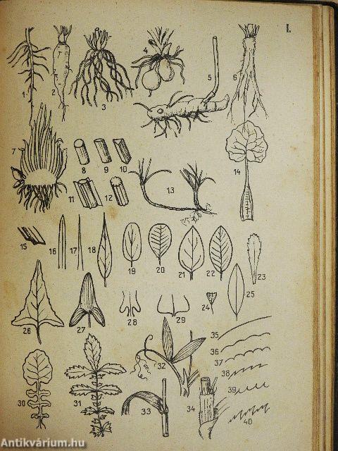 A magyar flóra kis határozója