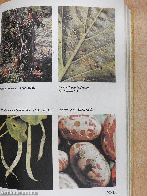 Növényvédelem a kiskertben